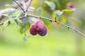 Plum tree branches with ripe sweet juicy fruits in sunset light Royalty Free Stock Photo