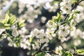 Plum tree branches with white flowers on a bright sunny spring day