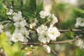Plum tree branches with white flowers in a sunny orchard Royalty Free Stock Photo