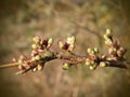 Plum tree buds before blooming