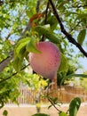 Plum tree with delicious big red plum at sunrise closeup in the garden Royalty Free Stock Photo