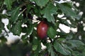 Plum tree with detail of plums and leafs at summer. . Royalty Free Stock Photo