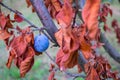 Plum tree with the dry red leaves and a blue fruit Royalty Free Stock Photo