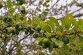 The plum tree in the farm