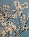 Plum tree filled with white flowers against the sky Royalty Free Stock Photo