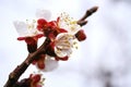 Plum tree flowers Royalty Free Stock Photo