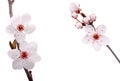 Plum tree flowers