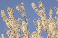 Plum tree flowers detail at sunset Royalty Free Stock Photo