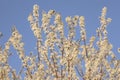 Plum tree flowers detail at sunset Royalty Free Stock Photo