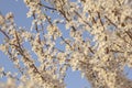 Plum tree flowers detail at sunset Royalty Free Stock Photo