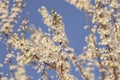 Plum tree flowers detail at sunset Royalty Free Stock Photo