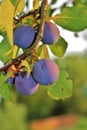 A plum tree full of fruit