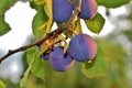 A plum tree full of fruit