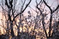 A plum tree full of white flowers at sunset Royalty Free Stock Photo