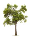 Plum tree isolated Royalty Free Stock Photo