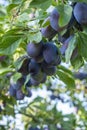 Plum tree with juicy fruits on the branches