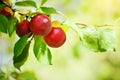 Plum tree with juicy fruits in the garden.