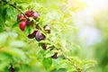 Plum tree with juicy fruits in the garden.