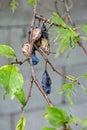 Plum tree leaves eaten by sever caterpillar infestation close up shot spoiled plums on twig Royalty Free Stock Photo