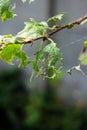 Plum tree leaves eaten by sever caterpillar infestation close up shot spoiled plums on twig