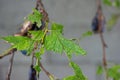 Plum tree leaves eaten by sever caterpillar infestation close up shot spoiled plums on twig Royalty Free Stock Photo