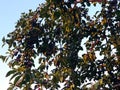 A plum tree with a lot of unripe plum fruits on it. Plum fruits