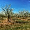 Plum tree orchard blossom. Royalty Free Stock Photo