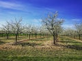 Plum tree orchard blossom. Royalty Free Stock Photo