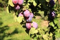 Plum tree in orchard Royalty Free Stock Photo