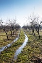 Plum tree orchard in winter with muddy way trough it Royalty Free Stock Photo
