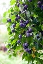 Plum tree in overgrown garden Royalty Free Stock Photo