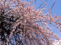 Plum tree with pink blossoms against blue sky