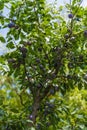 Plum tree Royalty Free Stock Photo
