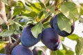 Plum tree with ripe dark blue damson plums Royalty Free Stock Photo