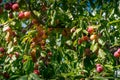 Plum tree with ripe fruits and green leaves. Fresh organic plums background Royalty Free Stock Photo