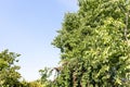 Plum tree with ripe fruits at garden in summer Royalty Free Stock Photo