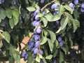 Plum tree with ripe plums.