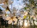 Plum tree in spring bloom at sunset Royalty Free Stock Photo