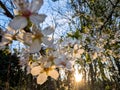 Plum tree in spring bloom at sunset Royalty Free Stock Photo