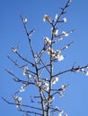 Plum tree under a blue sky Royalty Free Stock Photo