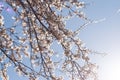 Plum tree white flowers and sunlight Royalty Free Stock Photo