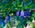 Plum tree with the wonderful Buehler plums. Baden Wuerttemberg, Germany, Europe