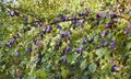 Plum tree with the wonderful Buehler plums. Baden Wuerttemberg, Germany, Europe