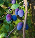 Plum tree with the wonderful Buehler plums. Baden Wuerttemberg, Germany, Europe