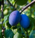 Plum tree with the wonderful Buehler plums. Baden Wuerttemberg, Germany, Europe