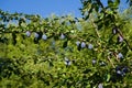 Plum tree with the wonderful Buehler plums. Baden Wuerttemberg, Germany, Europe