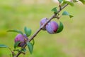 Blue plum fruits growing on a tree. Royalty Free Stock Photo