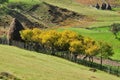 Plum trees at autumn