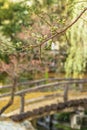 Plum trees in bloom on a bokeh background in the Yushima-Tenmangu shrine Royalty Free Stock Photo
