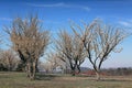 Plum trees in bloom